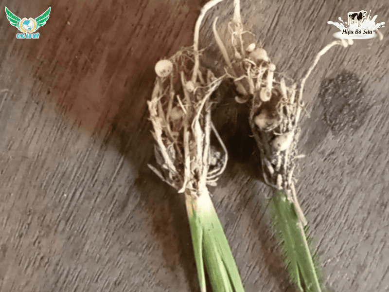 Kiểm soát tuyến trùng gây hại trên lúa vụ Hè Thu 2026