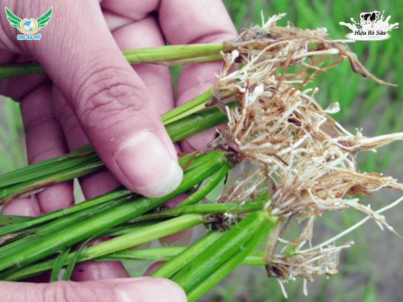Kiểm soát tuyến trùng gây hại trên lúa vụ Hè Thu 2026