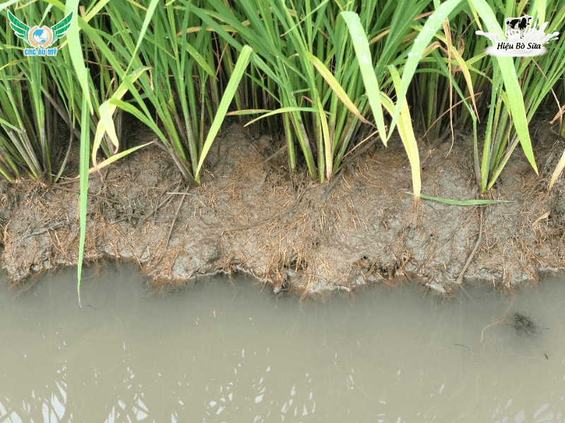 Kiểm soát tuyến trùng gây hại trên lúa vụ Hè Thu 2026