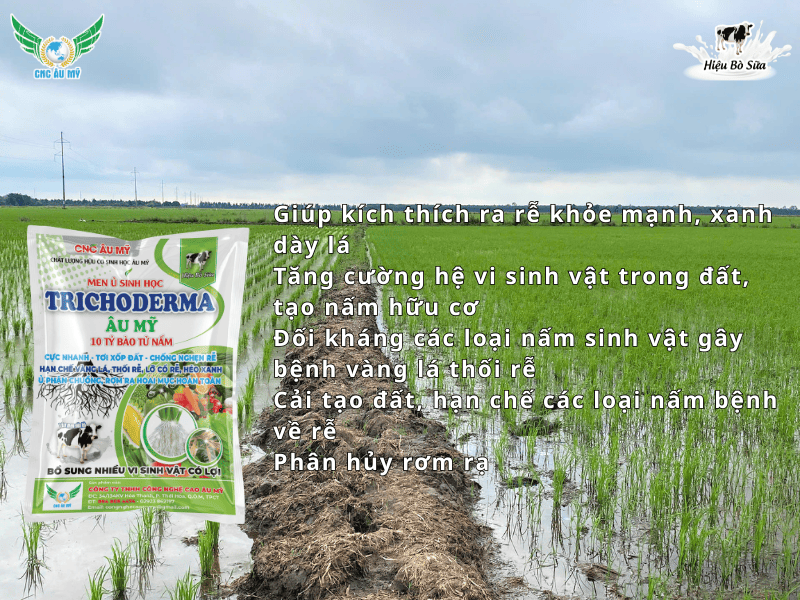 Kiểm soát tuyến trùng gây hại trên lúa vụ Hè Thu 2026