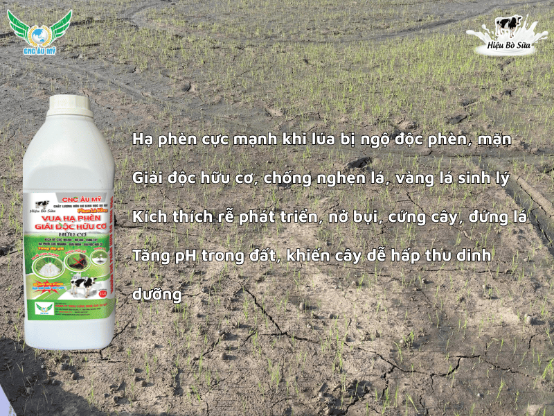 Kiểm soát tuyến trùng gây hại trên lúa vụ Hè Thu 2026