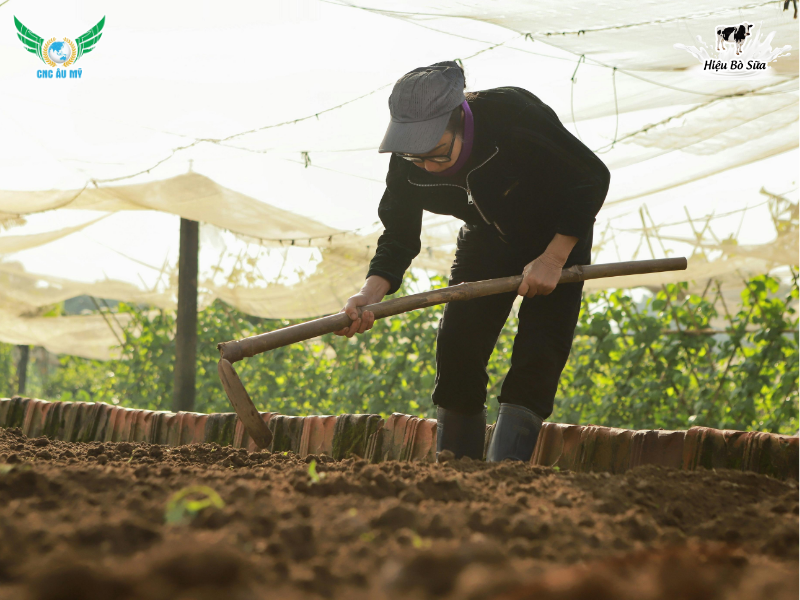 HỆ VI SINH VẬT TRONG ĐẤT NGUỒN DINH DƯỠNG CHO CÂY TRỒNG