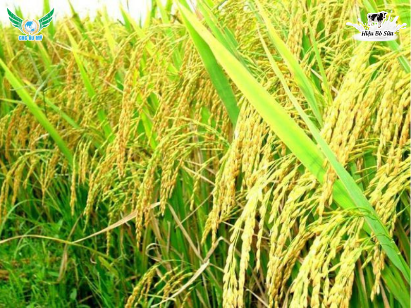 VUA VÔ GẠO - VÀO GẠO NHANH GIA TĂNG NĂNG SUẤT