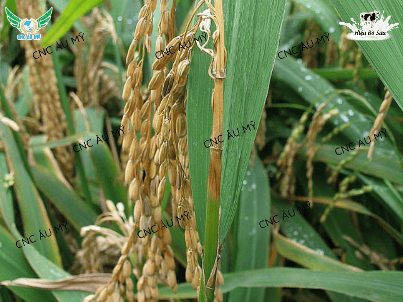 Bệnh đạo ôn cổ bông là gì? Nguyên nhân, dấu hiệu và cách phòng trị hiệu quả nhất