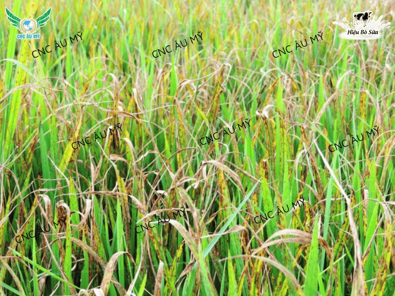 Bệnh đạo ôn cổ bông là gì? Nguyên nhân, dấu hiệu và cách phòng trị hiệu quả nhất