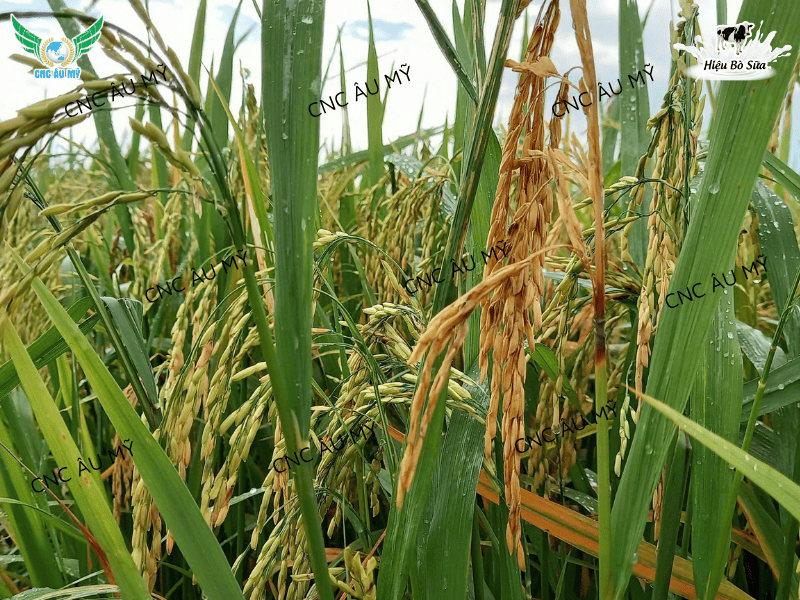 Bệnh đạo ôn cổ bông là gì? Nguyên nhân, dấu hiệu và cách phòng trị hiệu quả nhất