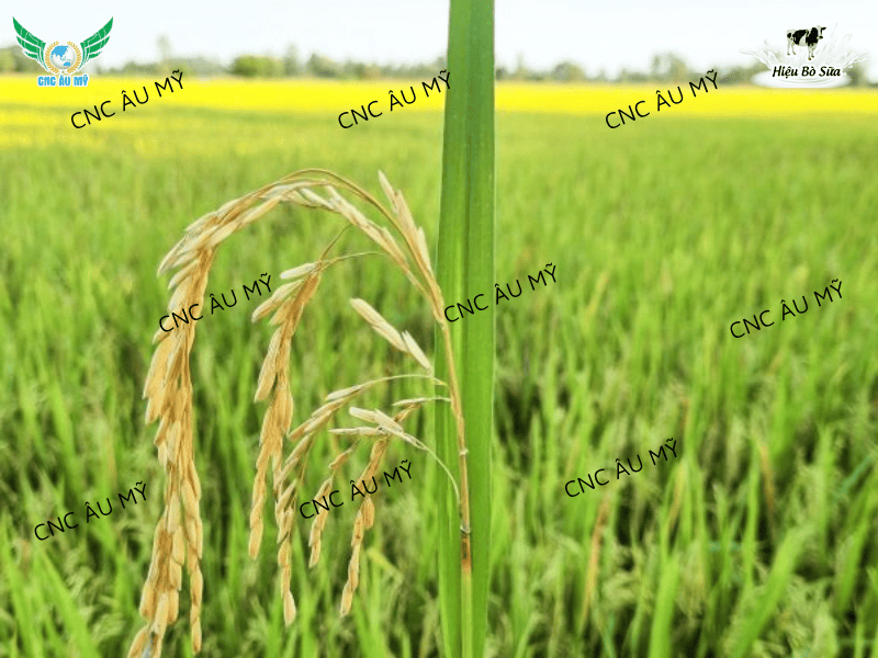 Bệnh đạo ôn cổ bông là gì? Nguyên nhân, dấu hiệu và cách phòng trị hiệu quả nhất