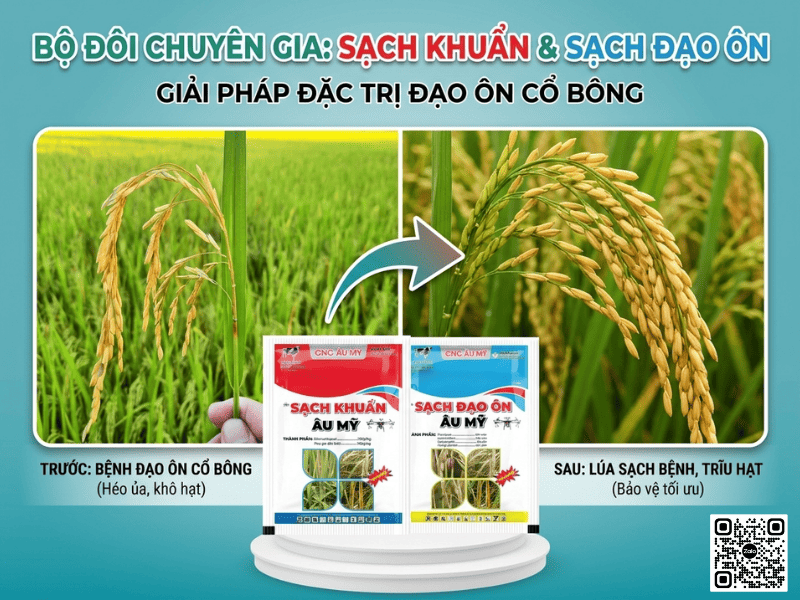 Bệnh đạo ôn cổ bông là gì? Nguyên nhân, dấu hiệu và cách phòng trị hiệu quả nhất