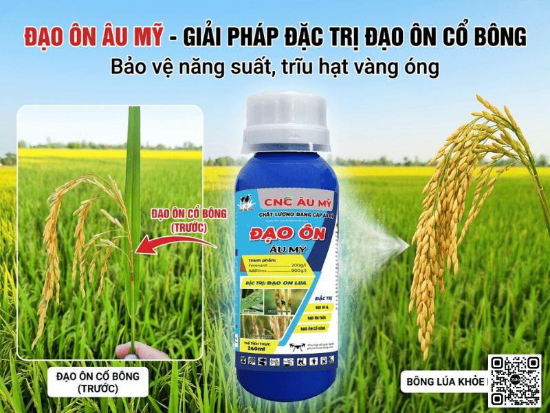 Bệnh đạo ôn cổ bông là gì? Nguyên nhân, dấu hiệu và cách phòng trị hiệu quả nhất