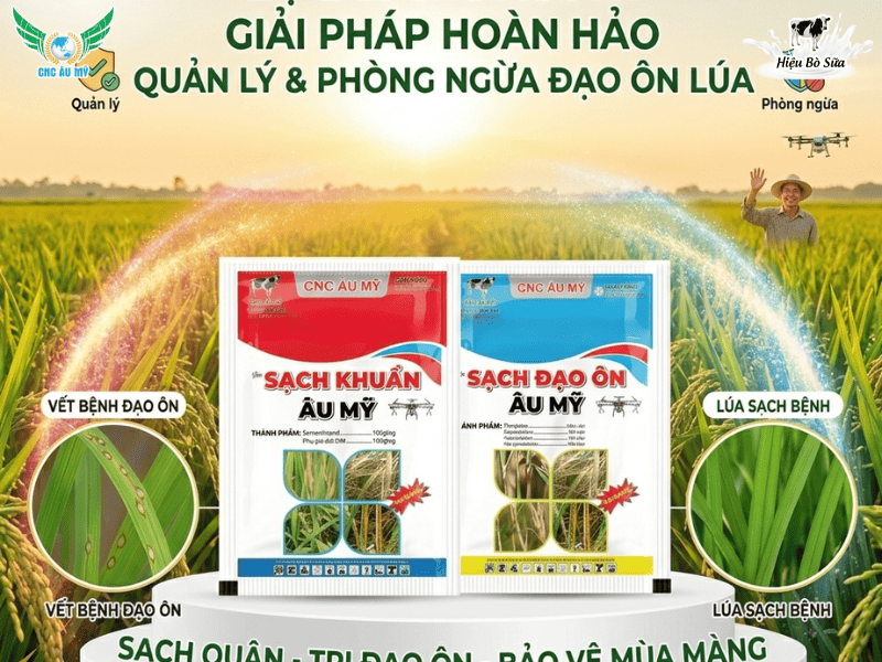 BỆNH ĐẠO ÔN TRÊN LÚA NGUYÊN NHÂN VÀ CÁCH ĐIỀU TRỊ 