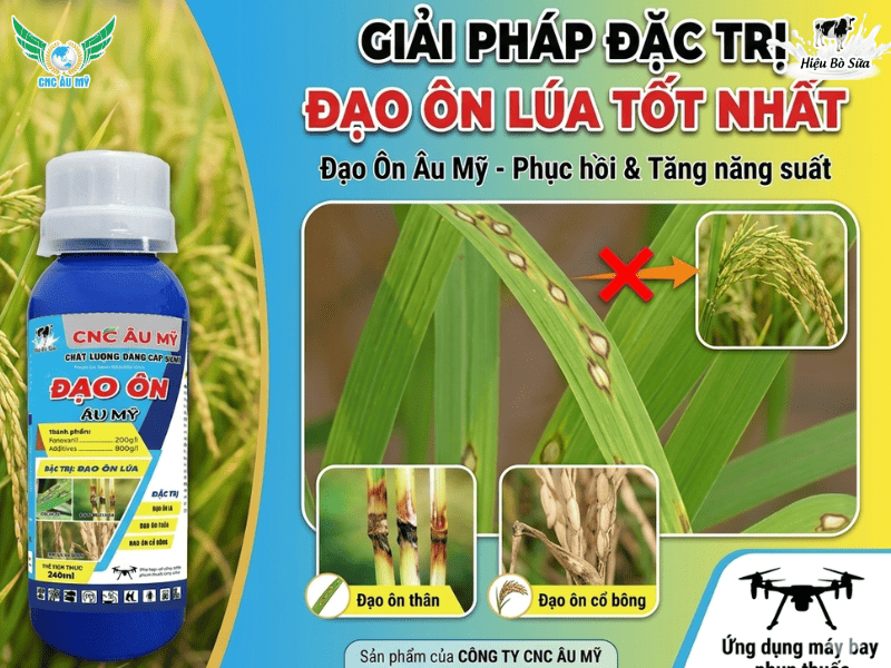 BỆNH ĐẠO ÔN TRÊN LÚA NGUYÊN NHÂN VÀ CÁCH ĐIỀU TRỊ 