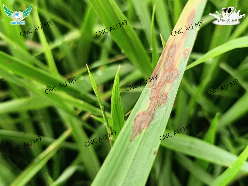 BỆNH ĐẠO ÔN TRÊN LÚA NGUYÊN NHÂN VÀ CÁCH ĐIỀU TRỊ 