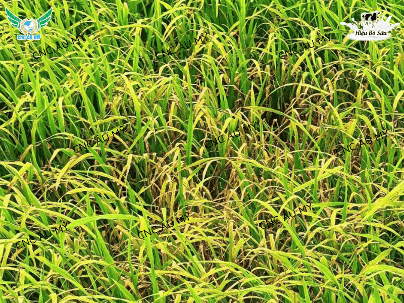 BỆNH ĐẠO ÔN TRÊN LÚA NGUYÊN NHÂN VÀ CÁCH ĐIỀU TRỊ 