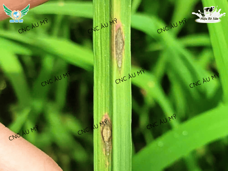 BỆNH ĐẠO ÔN TRÊN LÚA NGUYÊN NHÂN VÀ CÁCH ĐIỀU TRỊ 