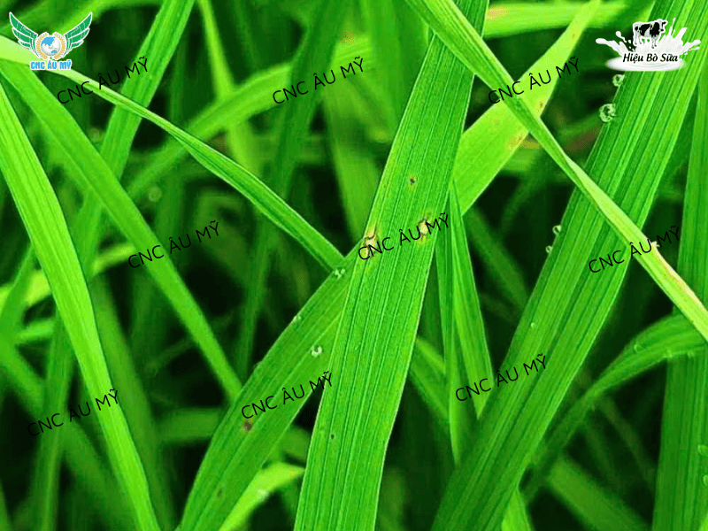 BỆNH ĐẠO ÔN TRÊN LÚA NGUYÊN NHÂN VÀ CÁCH ĐIỀU TRỊ 