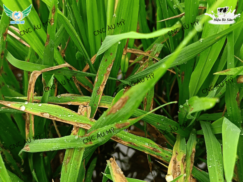 BỆNH ĐẠO ÔN TRÊN LÚA NGUYÊN NHÂN VÀ CÁCH ĐIỀU TRỊ 