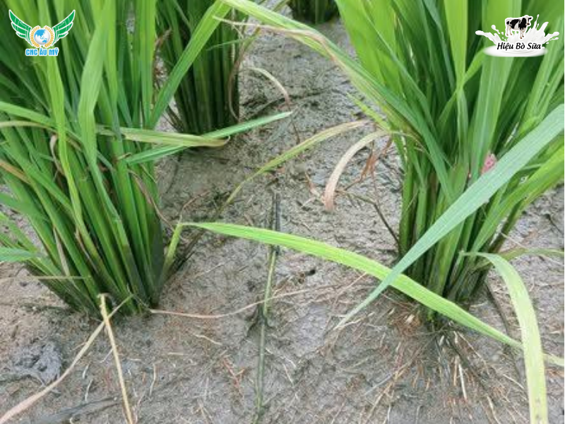 CÁCH CÂN BẰNG ĐỘ pH CHO ĐẤT, HẠ PHÈN, KHỬ CHUA