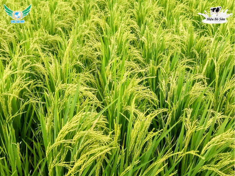 NGUYÊN NHÂN VÀ BIỆN PHÁP HẠN CHẾ LÚA ĐỔ NGÃ VỤ HÈ THU 2026