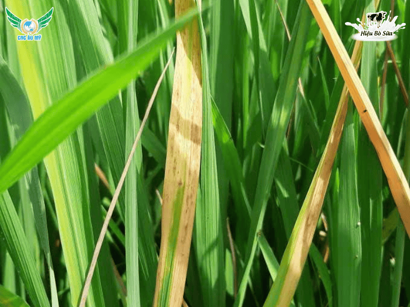 Cách phòng ngừa hiện tượng vàng cam chết cây con vụ Hè Thu 2026