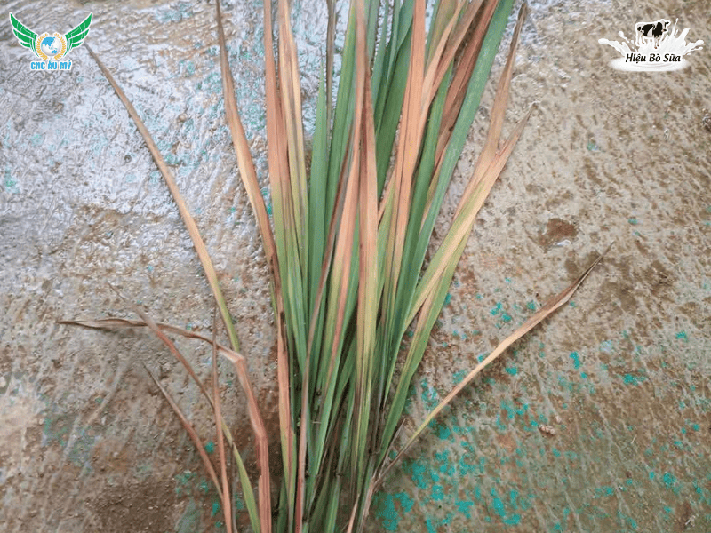 Cách phòng ngừa hiện tượng vàng cam chết cây con vụ Hè Thu 2026