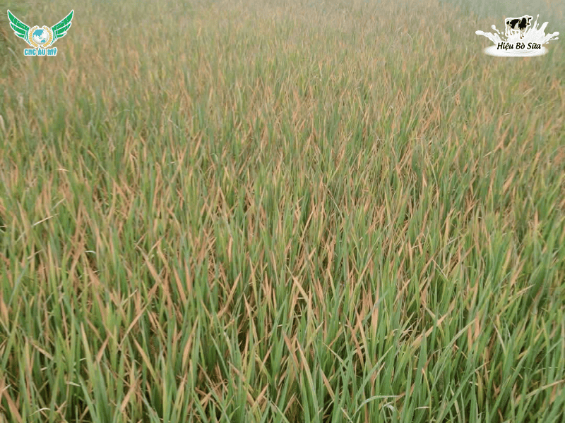 Cách phòng ngừa hiện tượng vàng cam chết cây con vụ Hè Thu 2026