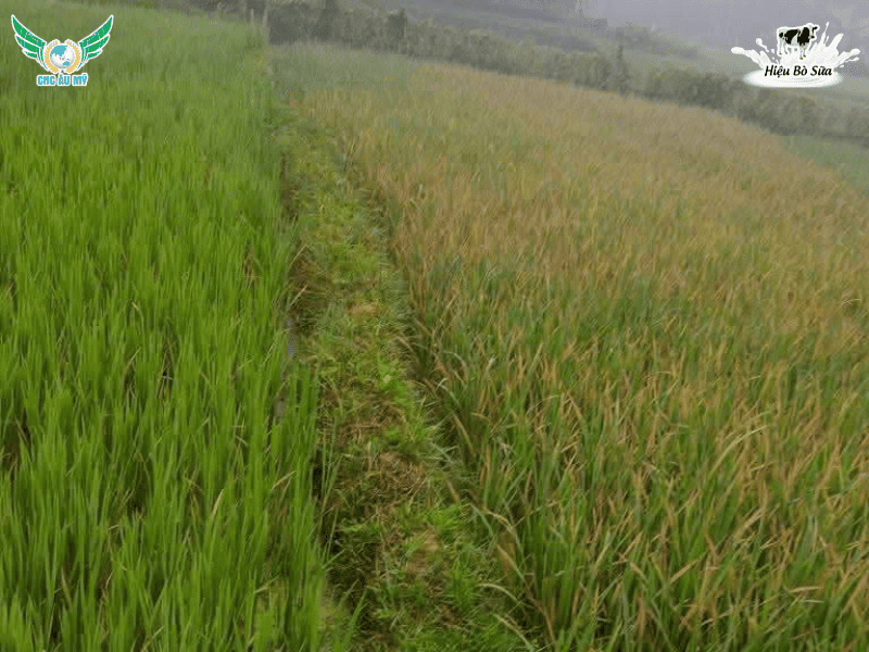 Cách phòng ngừa hiện tượng vàng cam chết cây con vụ Hè Thu 2026