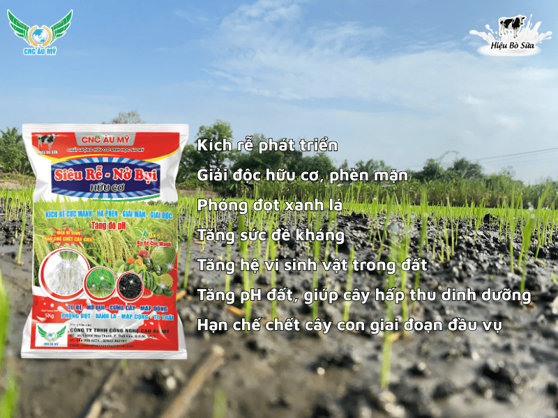 Cách phòng ngừa hiện tượng vàng cam chết cây con vụ Hè Thu 2026