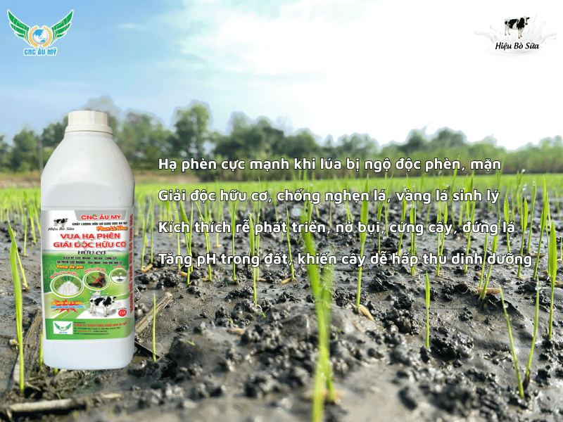 Cách phòng ngừa hiện tượng vàng cam chết cây con vụ Hè Thu 2026