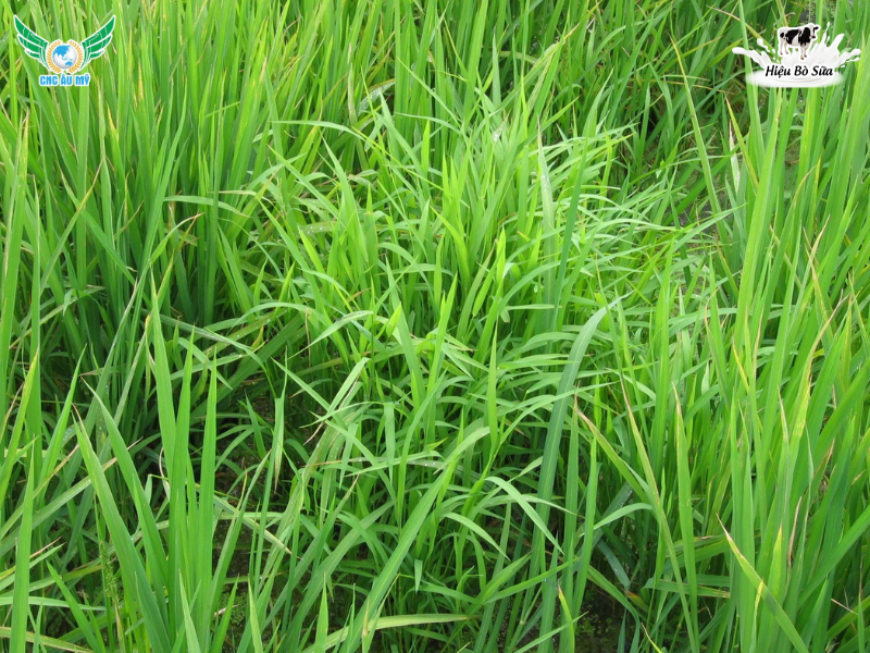 BỌ TRĨ HẠI LÚA TÁC HẠI VÀ BIỆN PHÁP KHẮC PHỤC
