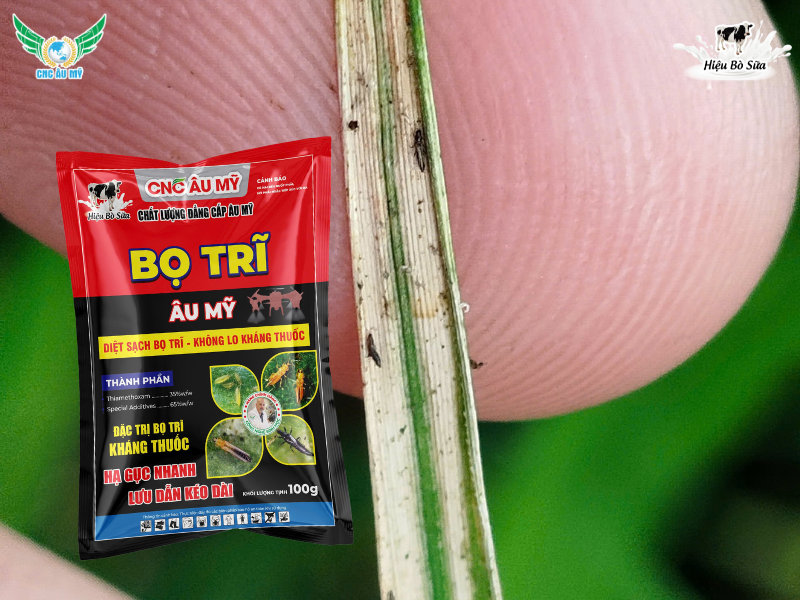 BỌ TRĨ HẠI LÚA TÁC HẠI VÀ BIỆN PHÁP KHẮC PHỤC