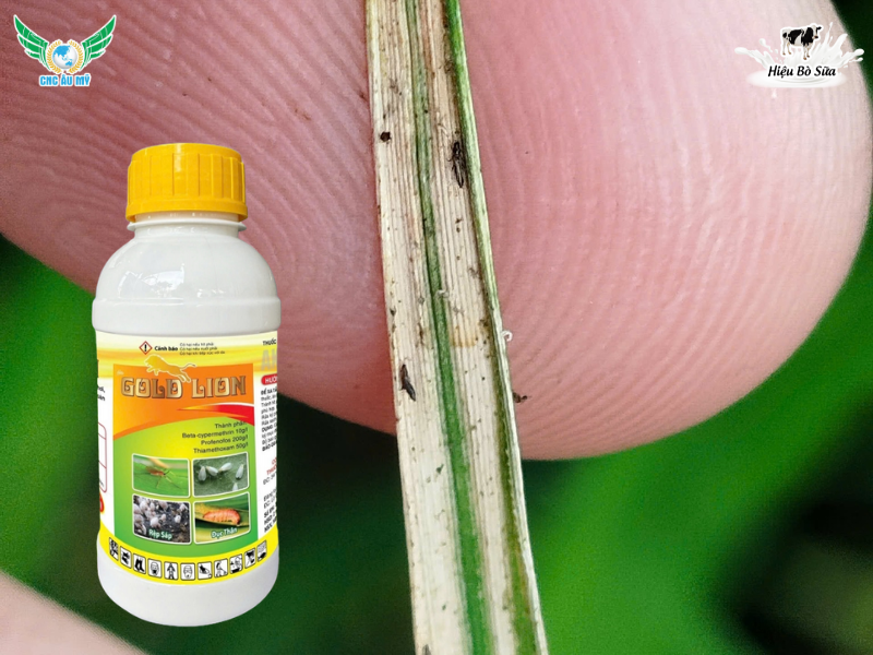 BỌ TRĨ HẠI LÚA TÁC HẠI VÀ BIỆN PHÁP KHẮC PHỤC