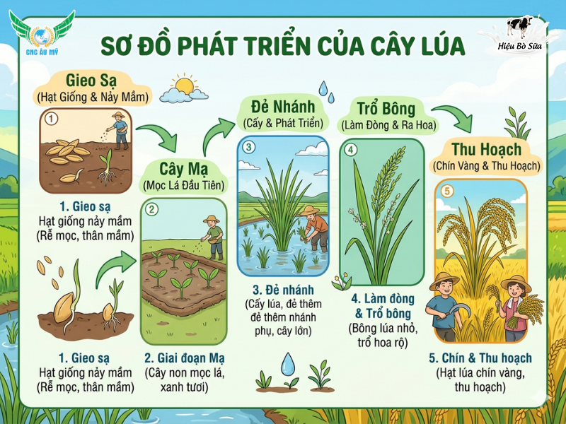 Các giai đoạn sinh trưởng và phát triển của cây lúa bà con nên biết