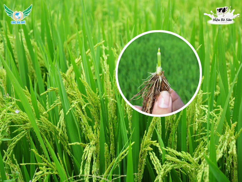 Các giai đoạn sinh trưởng và phát triển của cây lúa bà con nên biết