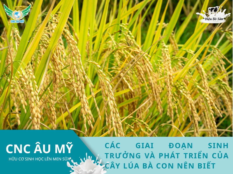 Các giai đoạn sinh trưởng và phát triển của cây lúa bà con nên biết