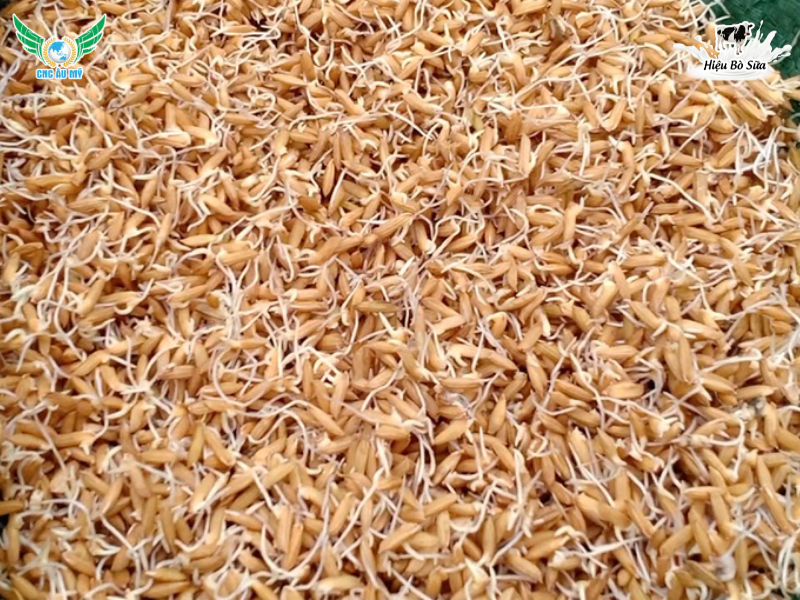 KỸ THUẬT CHĂM SÓC LÚA VỤ HÈ THU TỐI ĐA NĂNG SUẤT