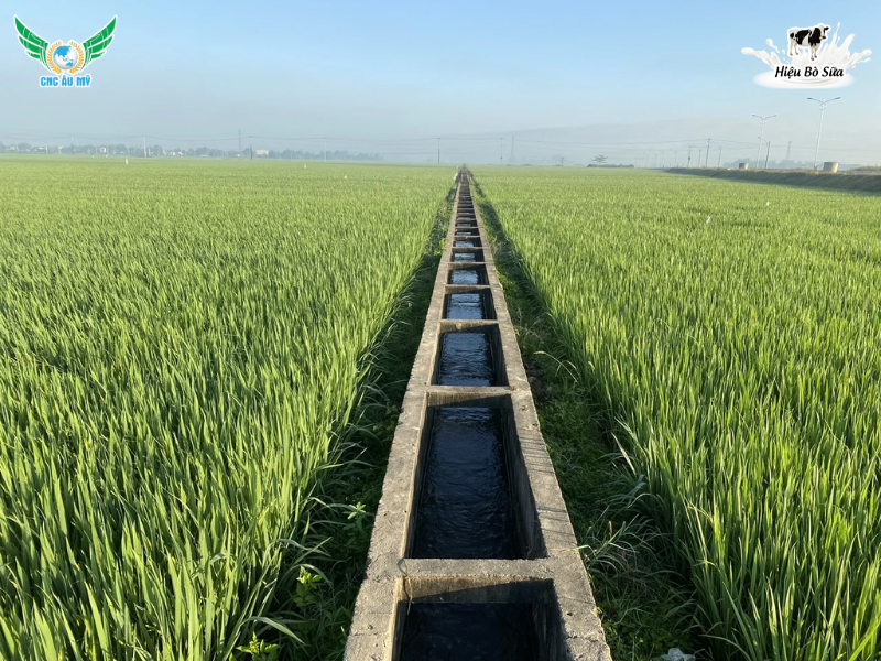 KỸ THUẬT CHĂM SÓC LÚA VỤ HÈ THU TỐI ĐA NĂNG SUẤT