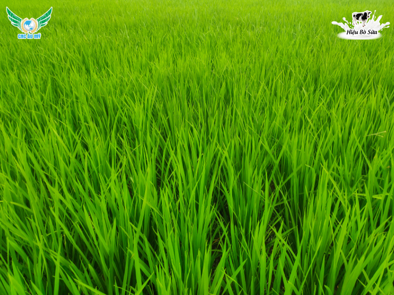 KỸ THUẬT CHĂM SÓC LÚA VỤ HÈ THU TỐI ĐA NĂNG SUẤT