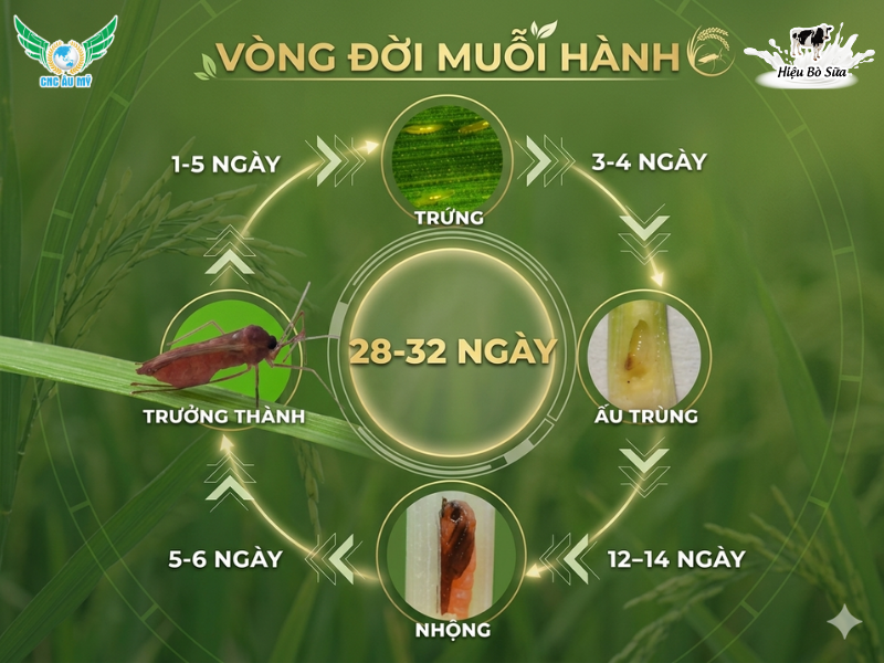 MUỖI HÀNH HẠI LÚA VÀ BIỆN PHÁP KIỂM SOÁT