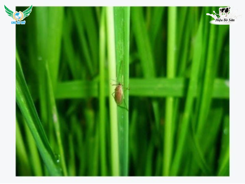 MUỖI HÀNH HẠI LÚA VÀ BIỆN PHÁP KIỂM SOÁT