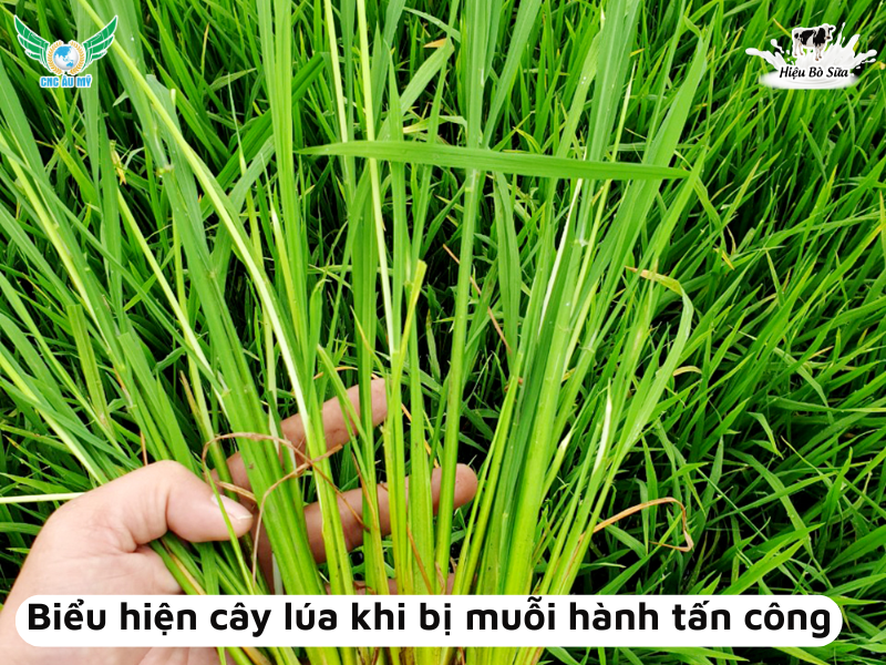 MUỖI HÀNH HẠI LÚA VÀ BIỆN PHÁP KIỂM SOÁT