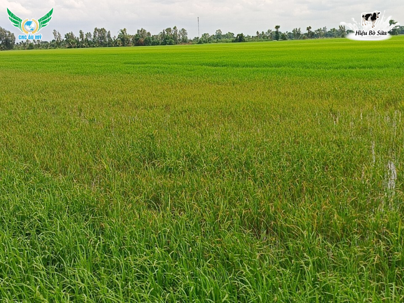 Khắc phục hiện tượng ngộ độc hữu cơ trên lúa
