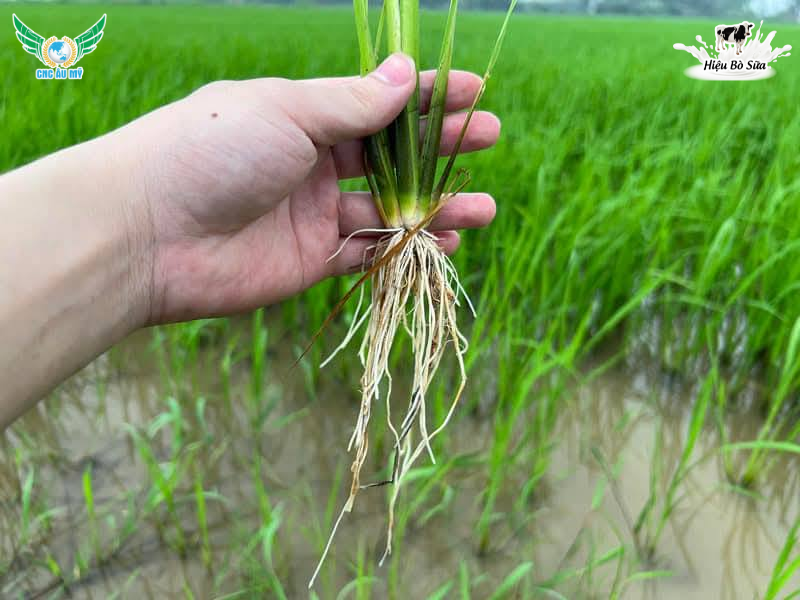 Khắc phục hiện tượng ngộ độc phèn trên lúa