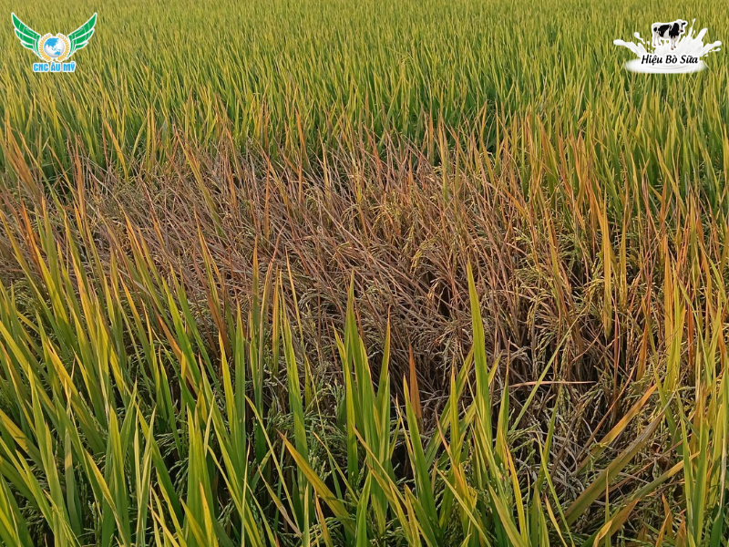 RẦY NÂU HẠI LÚA DẤU HIỆU VÀ BIỆN PHÁP PHÒNG NGỪA