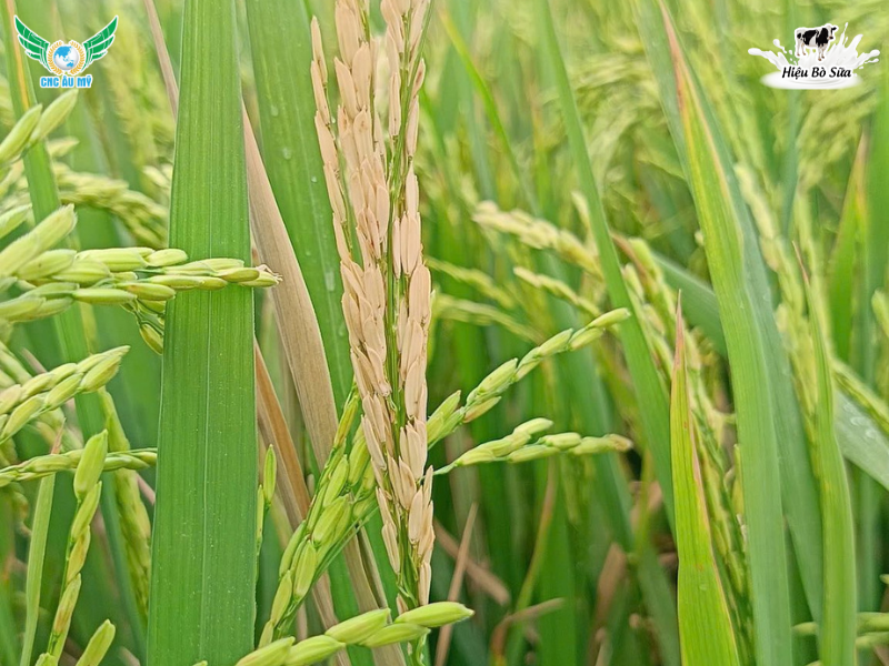 SÂU ĐỤC THÂN HẠI LÚA VÀ BIỆN PHÁP KIỂM SOÁT