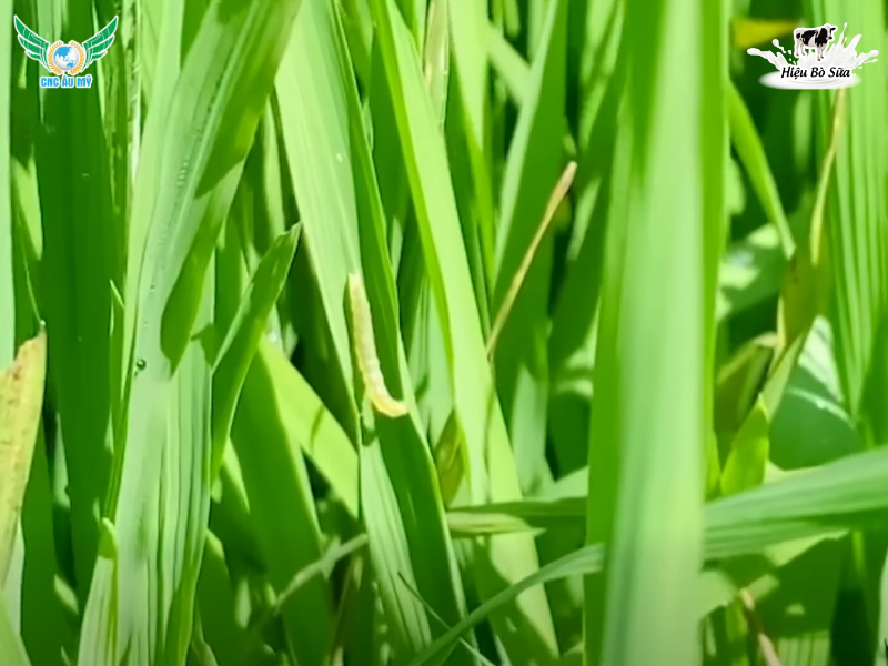 QUẢN LÝ ĐỐI TƯỢNG SÂU CUỐN LÁ HẠI LÚA