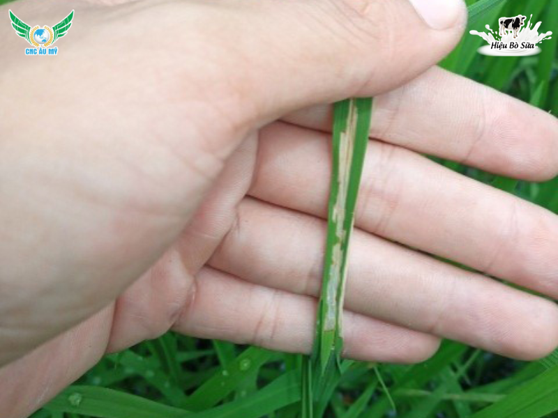 QUẢN LÝ ĐỐI TƯỢNG SÂU CUỐN LÁ HẠI LÚA