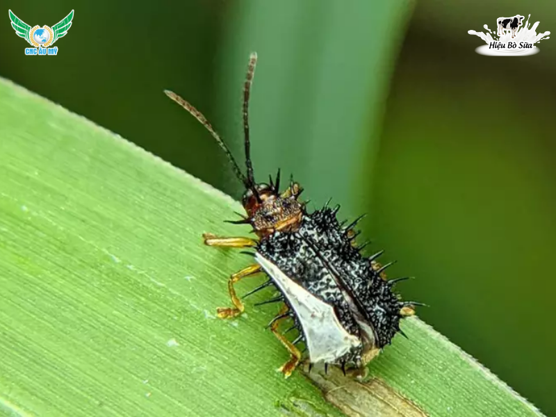 SÂU GAI HẠI LÚA NGUYÊN NHÂN TÁC HẠI VÀ CÁCH PHÒNG NGỪA 