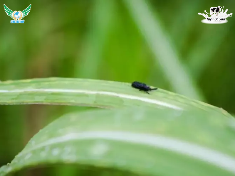 SÂU GAI HẠI LÚA NGUYÊN NHÂN TÁC HẠI VÀ CÁCH PHÒNG NGỪA 