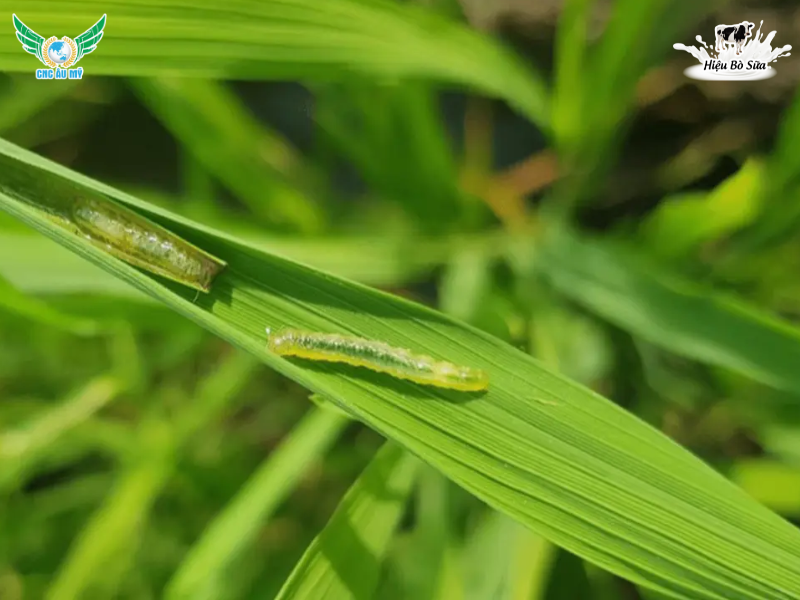 ĐẶC ĐIỂM SÂU PHAO HẠI LÚA VÀ CÁCH PHÒNG TRỪ