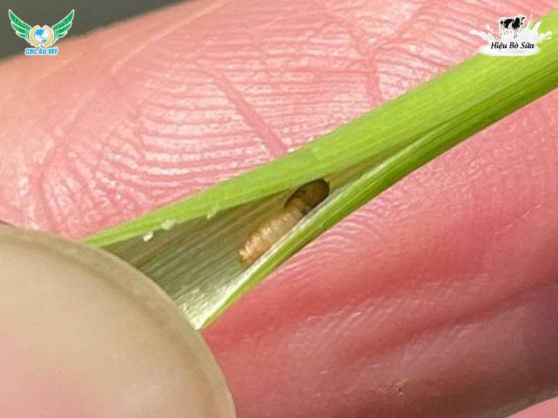 ĐẶC ĐIỂM SÂU PHAO HẠI LÚA VÀ CÁCH PHÒNG TRỪ